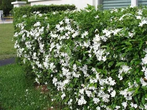 The Billion-Dong Transformation: From Common Hedge to Bonsai Masterpiece - image 3