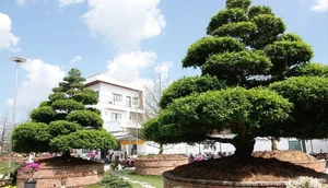 The Billion-Dong Transformation: From Common Hedge to Bonsai Masterpiece - image 7
