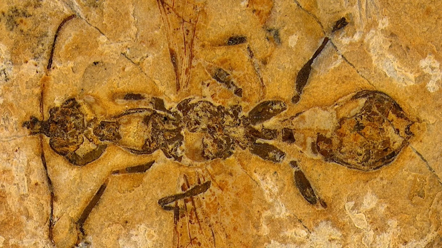 Discovery of the Oldest Prehistoric Hell Ant Species Ever Found