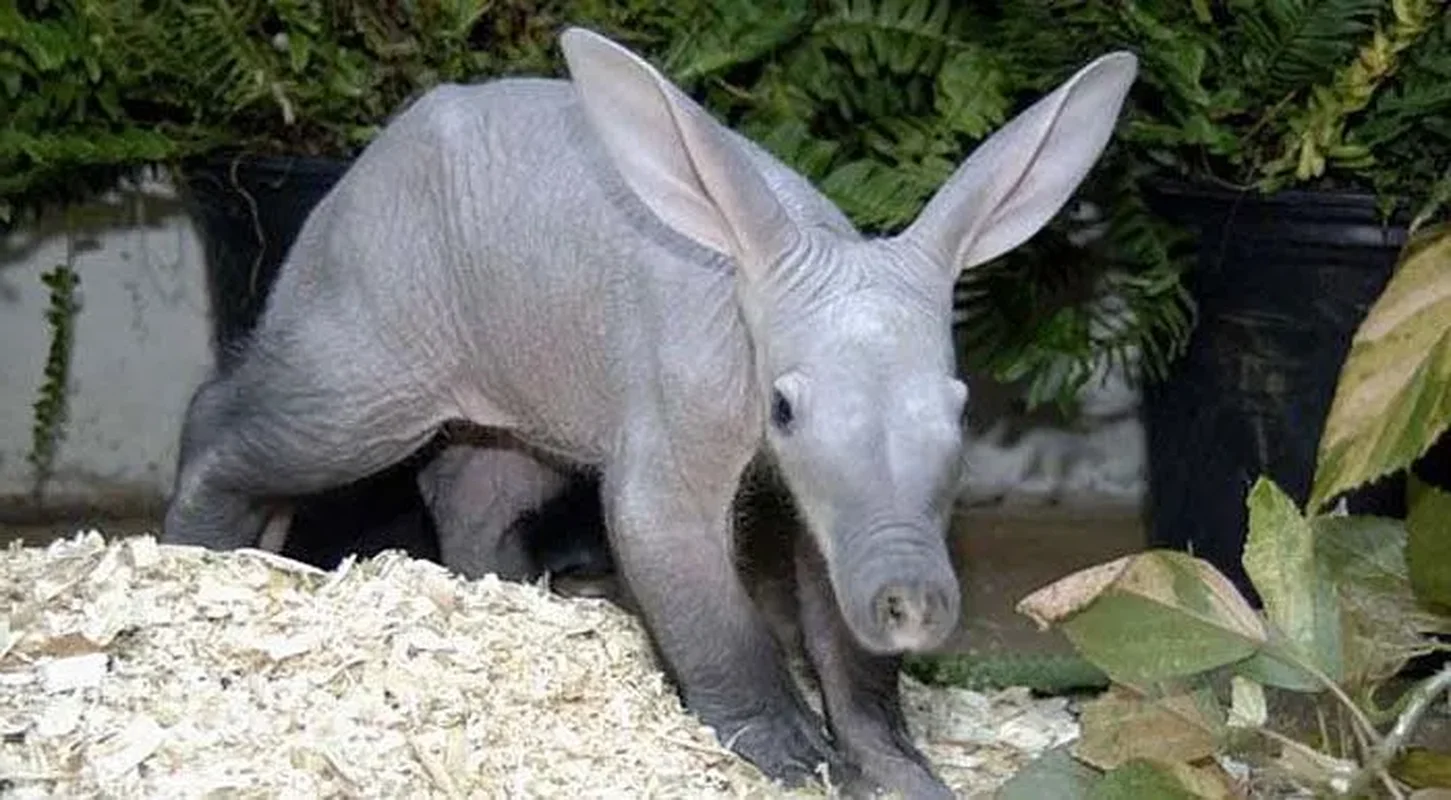Meet the Aardvark: The Unique Creature with a Pig Snout, Rabbit Ears, and Kangaroo Tail