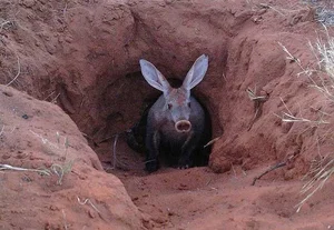 Meet the Aardvark: The Unique Creature with a Pig Snout, Rabbit Ears, and Kangaroo Tail - image 6