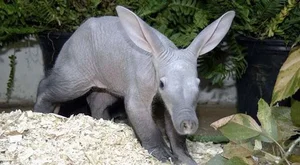 Meet the Aardvark: The Unique Creature with a Pig Snout, Rabbit Ears, and Kangaroo Tail - image 0