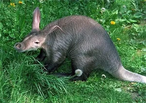 Meet the Aardvark: The Unique Creature with a Pig Snout, Rabbit Ears, and Kangaroo Tail - image 5