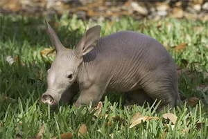 Meet the Aardvark: The Unique Creature with a Pig Snout, Rabbit Ears, and Kangaroo Tail - image 4
