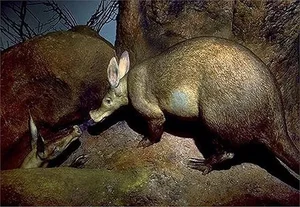 Meet the Aardvark: The Unique Creature with a Pig Snout, Rabbit Ears, and Kangaroo Tail - image 2