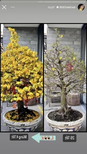 A Look at Tet Flowers in Vietnamese Celebrity Homes After 4 Days - image 0