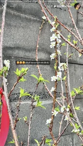 A Look at Tet Flowers in Vietnamese Celebrity Homes After 4 Days - image 3