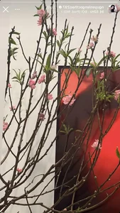 A Look at Tet Flowers in Vietnamese Celebrity Homes After 4 Days - image 1