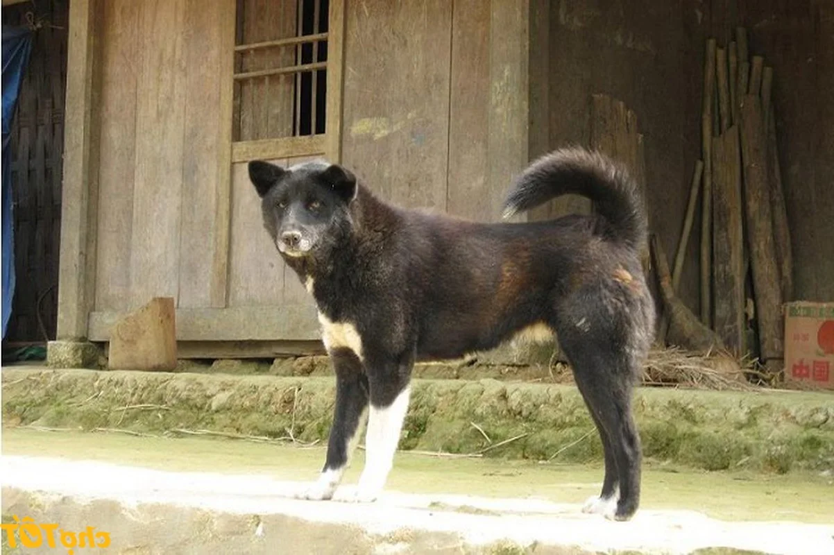 Discovering Vietnam's Four Great National Dog Breeds Through Iconic New Postage Stamps