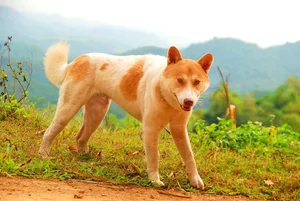 Discovering Vietnam's Four Great National Dog Breeds Through Iconic New Postage Stamps - image 8