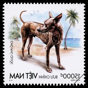 Discovering Vietnam's Four Great National Dog Breeds Through Iconic New Postage Stamps - image 5