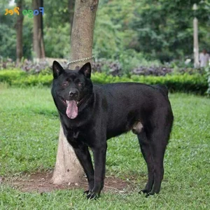 Discovering Vietnam's Four Great National Dog Breeds Through Iconic New Postage Stamps - image 10