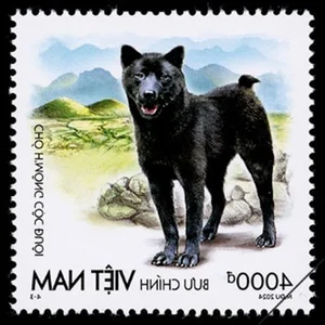 Discovering Vietnam's Four Great National Dog Breeds Through Iconic New Postage Stamps - image 7
