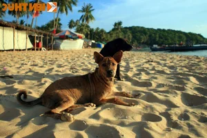 Discovering Vietnam's Four Great National Dog Breeds Through Iconic New Postage Stamps - image 4