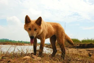 Discovering Vietnam's Four Great National Dog Breeds Through Iconic New Postage Stamps - image 11