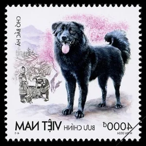 Discovering Vietnam's Four Great National Dog Breeds Through Iconic New Postage Stamps - image 12