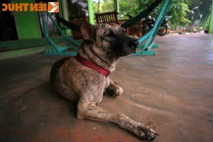 Discovering Vietnam's Four Great National Dog Breeds Through Iconic New Postage Stamps - image 2