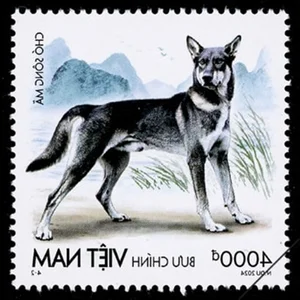 Discovering Vietnam's Four Great National Dog Breeds Through Iconic New Postage Stamps - image 3