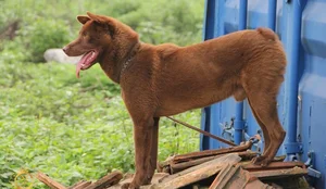 Discovering Vietnam's Four Great National Dog Breeds Through Iconic New Postage Stamps - image 1