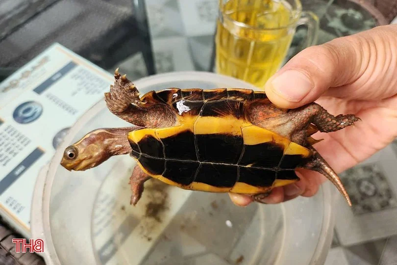 Rare Golden Turtle Discovered in Ha Tinh Home