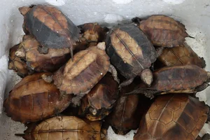 Rare Golden Turtle Discovered in Ha Tinh Home - image 6