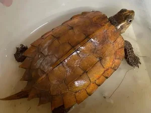 Rare Golden Turtle Discovered in Ha Tinh Home - image 7