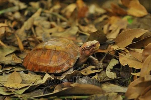 Rare Golden Turtle Discovered in Ha Tinh Home - image 3