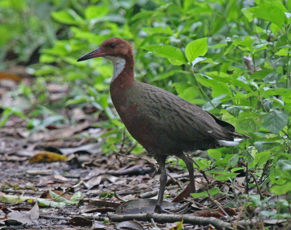 The Miracle of Evolution: Extinct Aldabra White-Throated Rail Bird Reappears After 136,000 Years