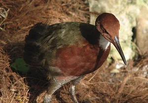 The Miracle of Evolution: Extinct Aldabra White-Throated Rail Bird Reappears After 136,000 Years - image 2