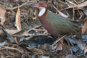 The Miracle of Evolution: Extinct Aldabra White-Throated Rail Bird Reappears After 136,000 Years - image 7