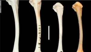 The Miracle of Evolution: Extinct Aldabra White-Throated Rail Bird Reappears After 136,000 Years - image 6