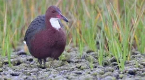 The Miracle of Evolution: Extinct Aldabra White-Throated Rail Bird Reappears After 136,000 Years - image 1