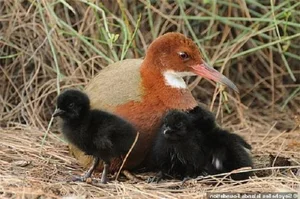 The Miracle of Evolution: Extinct Aldabra White-Throated Rail Bird Reappears After 136,000 Years - image 4