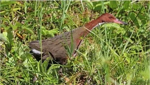 The Miracle of Evolution: Extinct Aldabra White-Throated Rail Bird Reappears After 136,000 Years - image 3