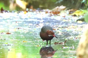 The Miracle of Evolution: Extinct Aldabra White-Throated Rail Bird Reappears After 136,000 Years - image 5