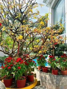 Dàn Sao Việt 'Flex' Cơ Ngơi Ngày Tết: Từ Biệt Thự Dát Vàng Đến Không Gian Truyền Thống - image 4