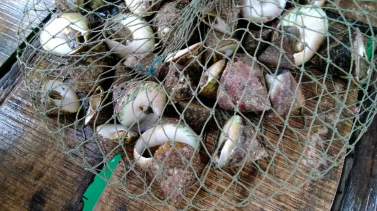 Exploring Cellana Nigrolineata: The Unique and Delicious Seafood Specialty of Vietnam’s Coastal Islands
