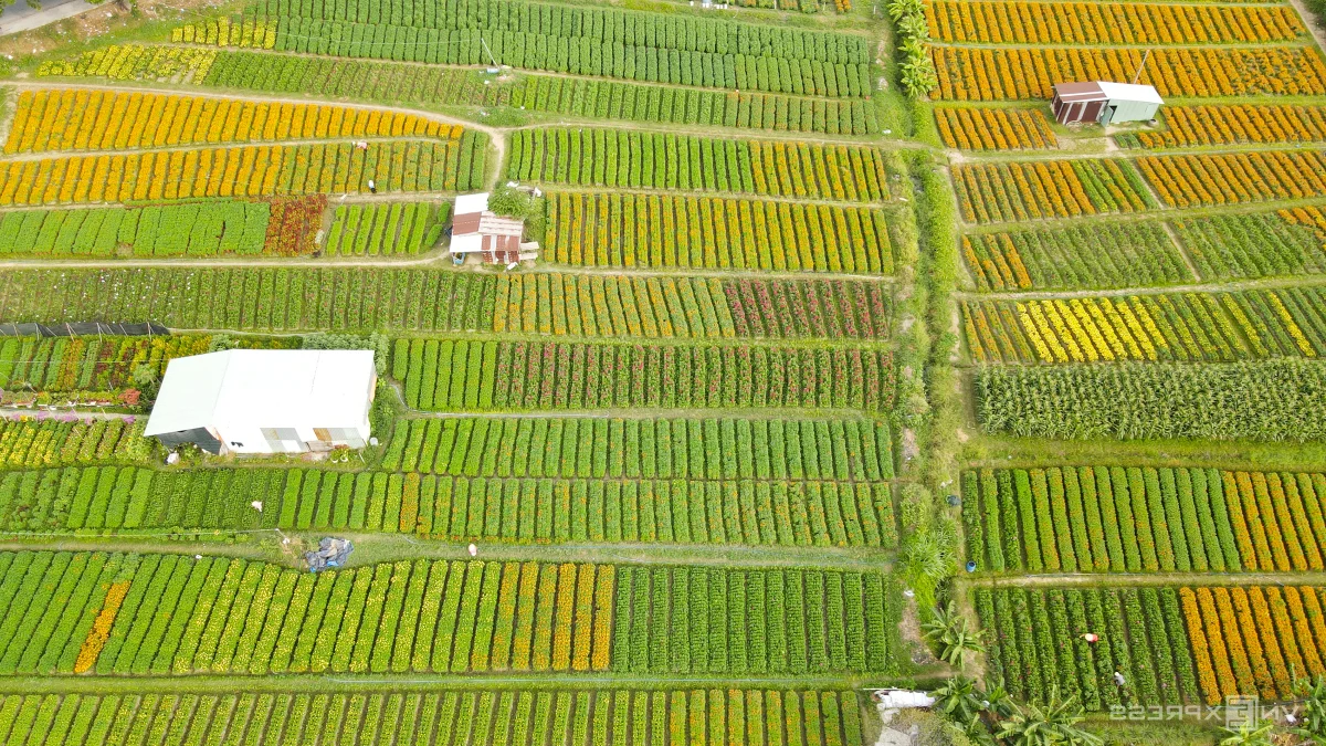 Binh Duong's Largest Tet Flower Field: A Spectacular Bloom for the Lunar New Year