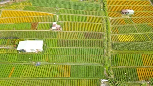 Binh Duong's Largest Tet Flower Field: A Spectacular Bloom for the Lunar New Year - image 0