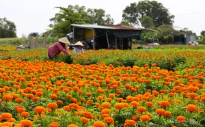Binh Duong's Largest Tet Flower Field: A Spectacular Bloom for the Lunar New Year - image 2