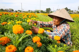 Binh Duong's Largest Tet Flower Field: A Spectacular Bloom for the Lunar New Year - image 9