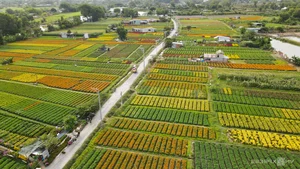 Binh Duong's Largest Tet Flower Field: A Spectacular Bloom for the Lunar New Year - image 7