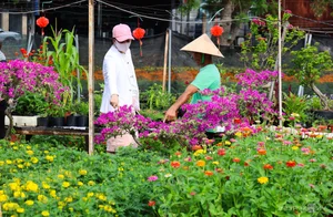 Binh Duong's Largest Tet Flower Field: A Spectacular Bloom for the Lunar New Year - image 5