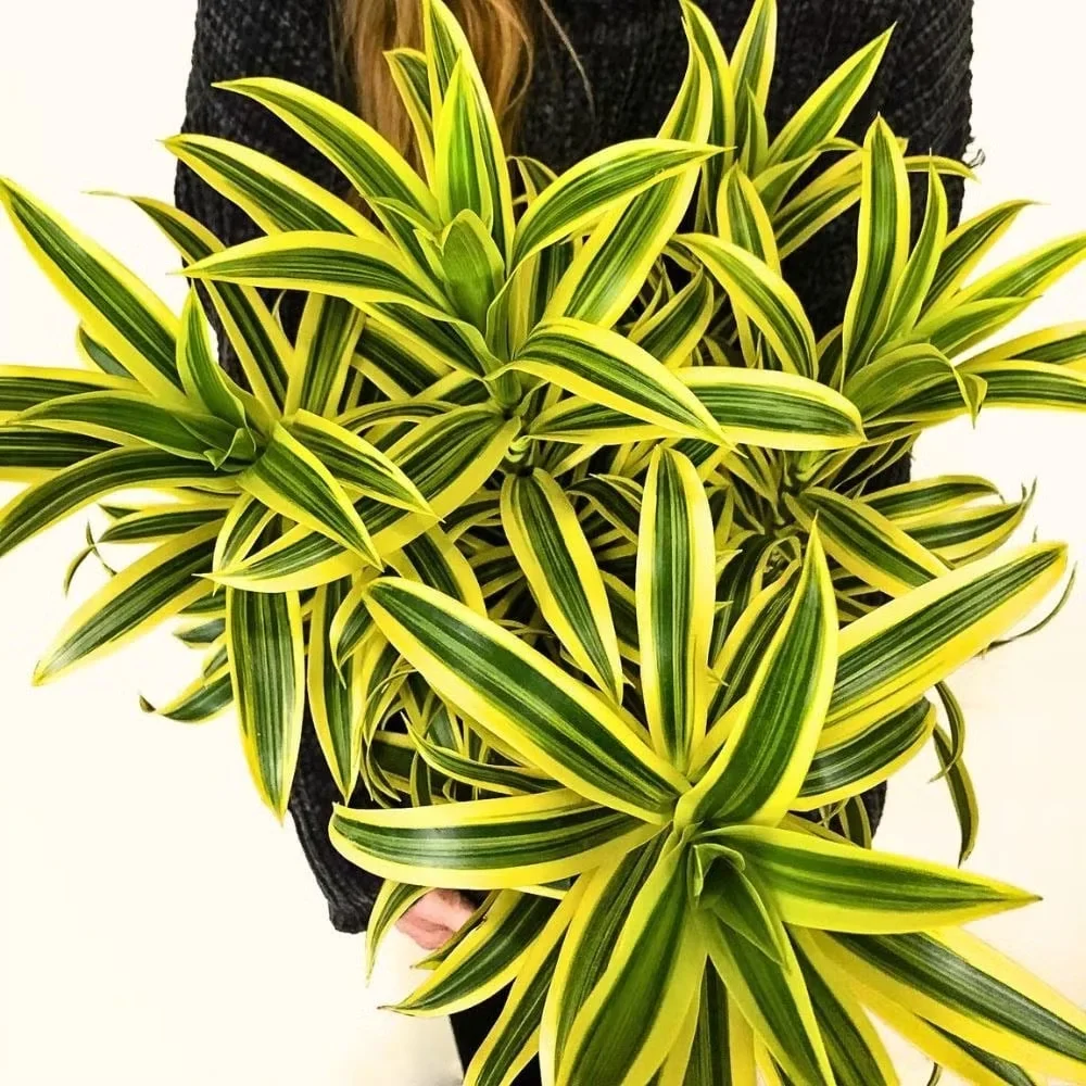 4 Golden-Leafed Plants to Attract Wealth and Prosperity to Your Home