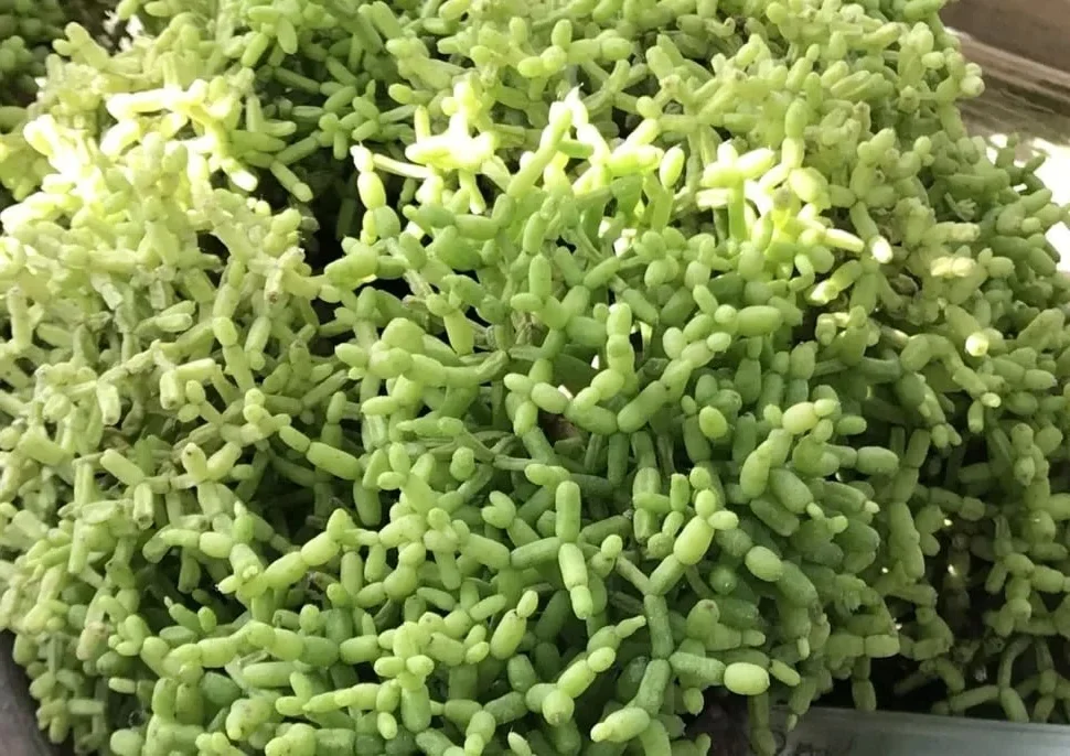 How to Grow and Style the Unique Dancing Bones Cactus