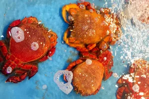 Ly Son Island Releases Egg-Bearing King Crabs to Restore Marine Ecosystem - image 10