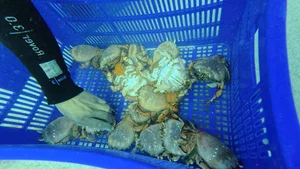 Ly Son Island Releases Egg-Bearing King Crabs to Restore Marine Ecosystem - image 3
