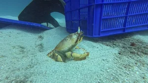 Ly Son Island Releases Egg-Bearing King Crabs to Restore Marine Ecosystem - image 11