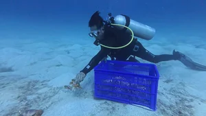 Ly Son Island Releases Egg-Bearing King Crabs to Restore Marine Ecosystem - image 5