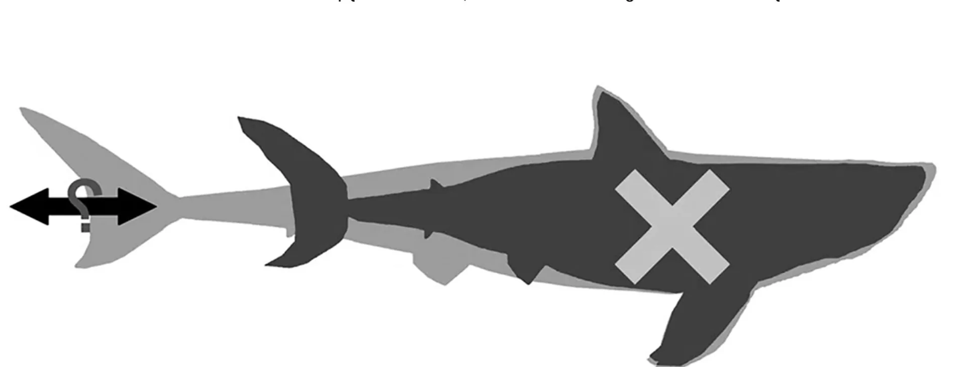 New Scientific Discovery: Megalodon Was Slimmer Than Previously Thought